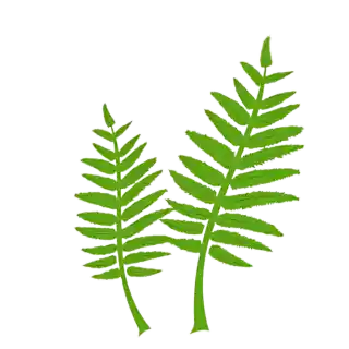 boston leaf