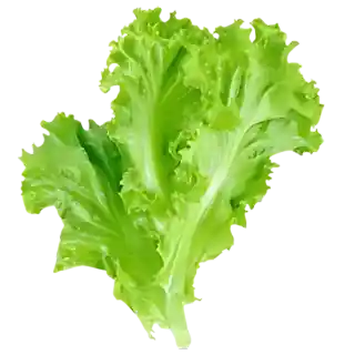 romelle lettuce